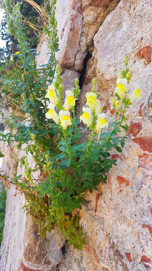 Le remède à la morosité