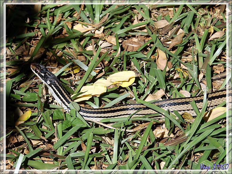Serpent à quatre bandes, Four-striped Snake (Dromicodryas quadrilineatus) - Nosy Sakatia - Madagascar