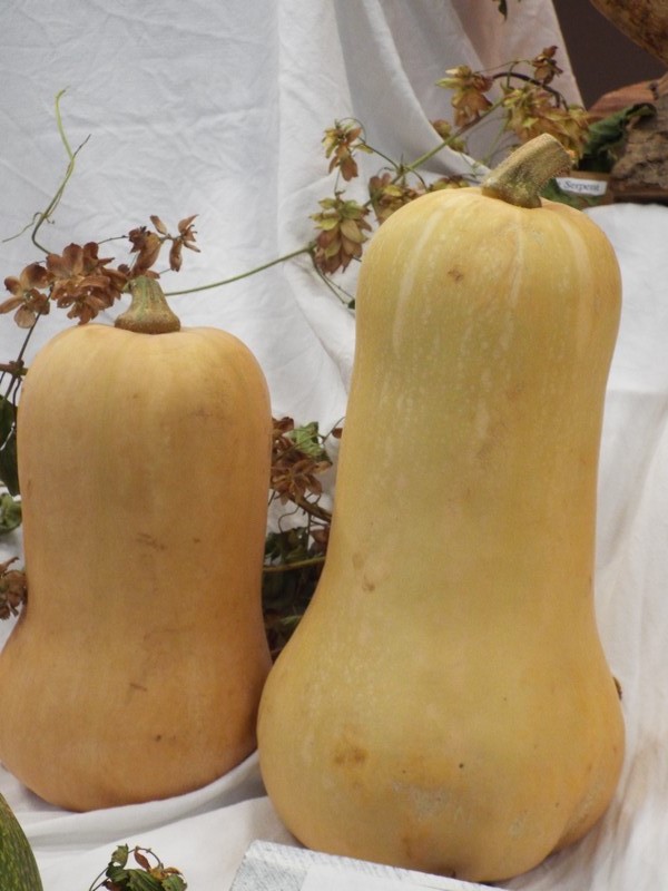 butternut ...
