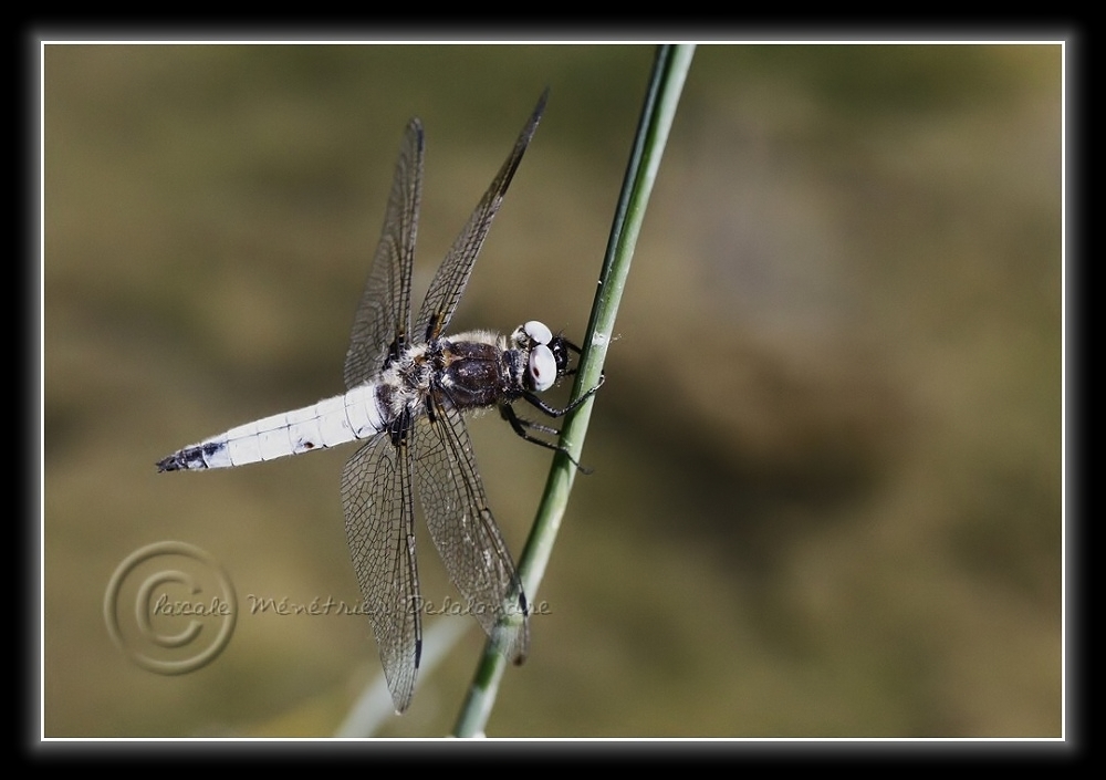 Libellula fulva mâle...