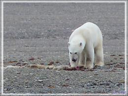 Dernière série avec cet ours on ne peut plus photogénique ! (Polar bear) - Creswell Bay - Somerset Island - Nunavut - Canada