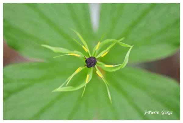 Jean-Pierre Gurga vous offre encore quelques images printanières rafraîchissantes...