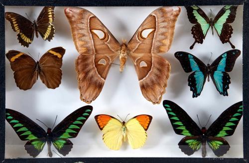 LEPIDOPTERES 5