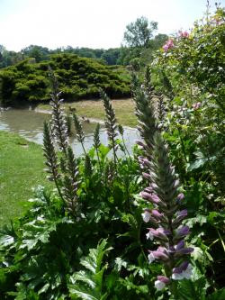 Un dimanche au milieu des roses  ... 