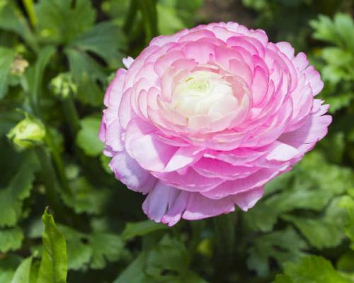 Fleurs cultivées : Renoncule