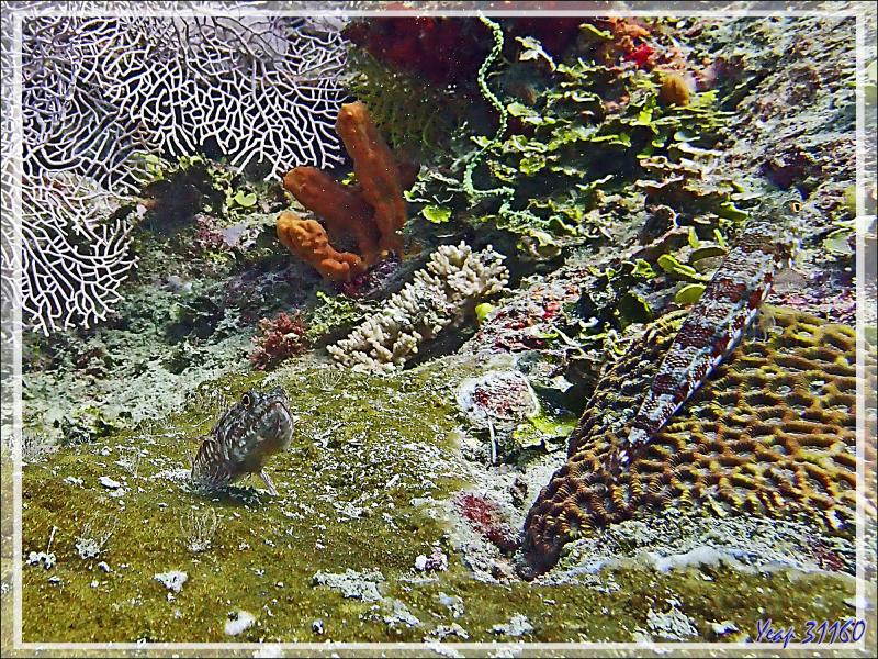 Poisson-lézard à ligne bleu, Anoli de sable, Clearfin lizardfish (Synodus dermatogenys) - Bank des Frères - Tsarabanjina - Mitsio - Madagascar