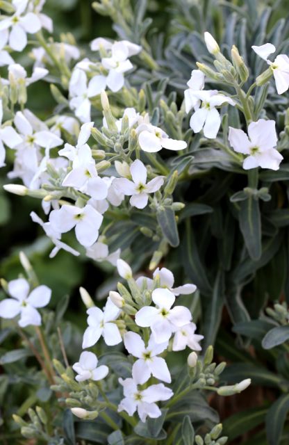 Des compagnes pour mes roses : Matthiola arborescens 'Alba' -