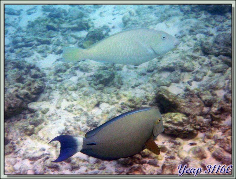 Chirurgien à queue barrée, Ringtail surgeonfish or dark surgeon (Acanthurus blochii ) - Raira Lagon - Rangiroa - Tuamotu - Polynésie française