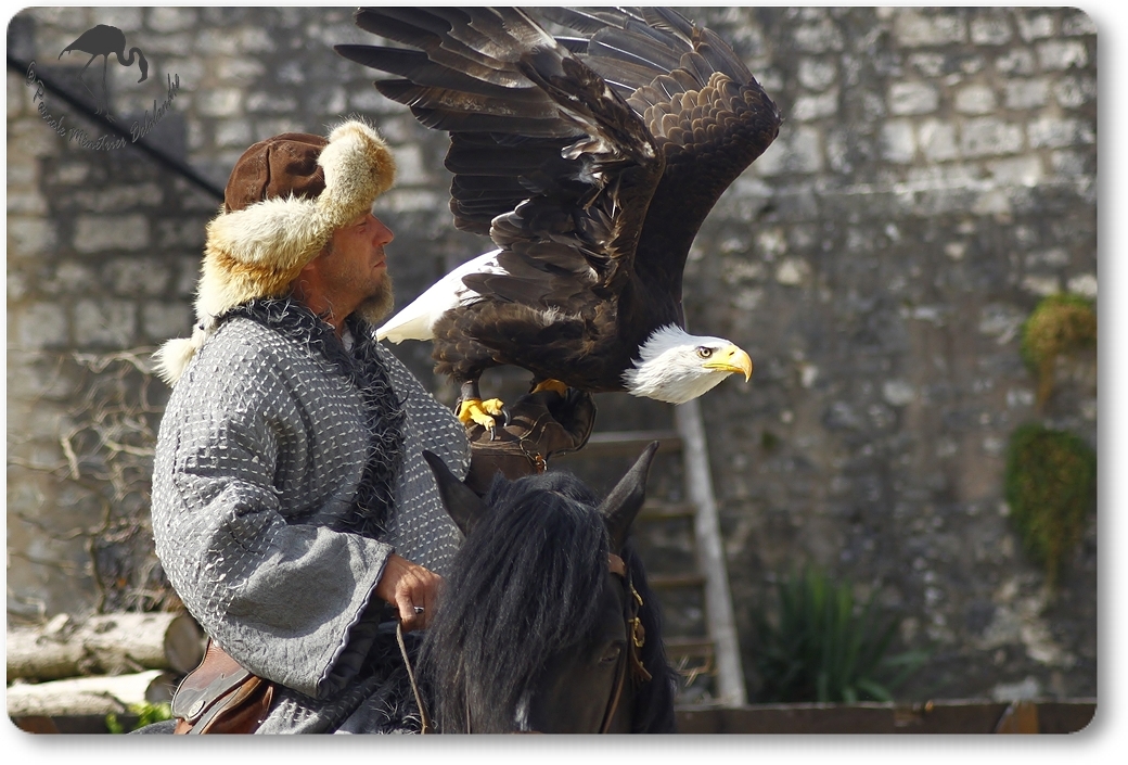 Pygargue à tête blanche ("Vol libre" - Provins - 77)