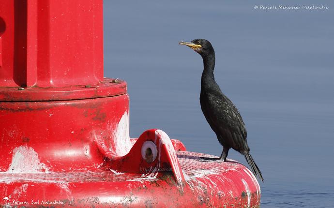 Grand Cormoran