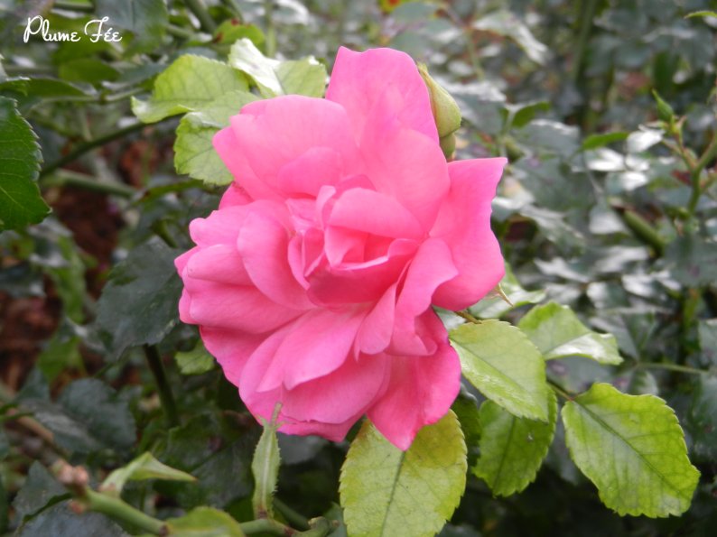 Image014.jpg