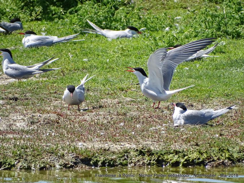 Oiseaux du polder Sébastopol à Noirmoutier 