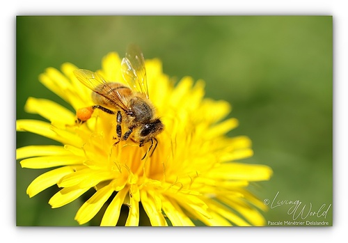 Abeille mellifère