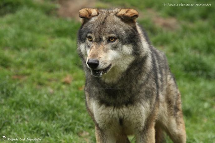 Loup gris - Canis lupus Linnaeus 1758