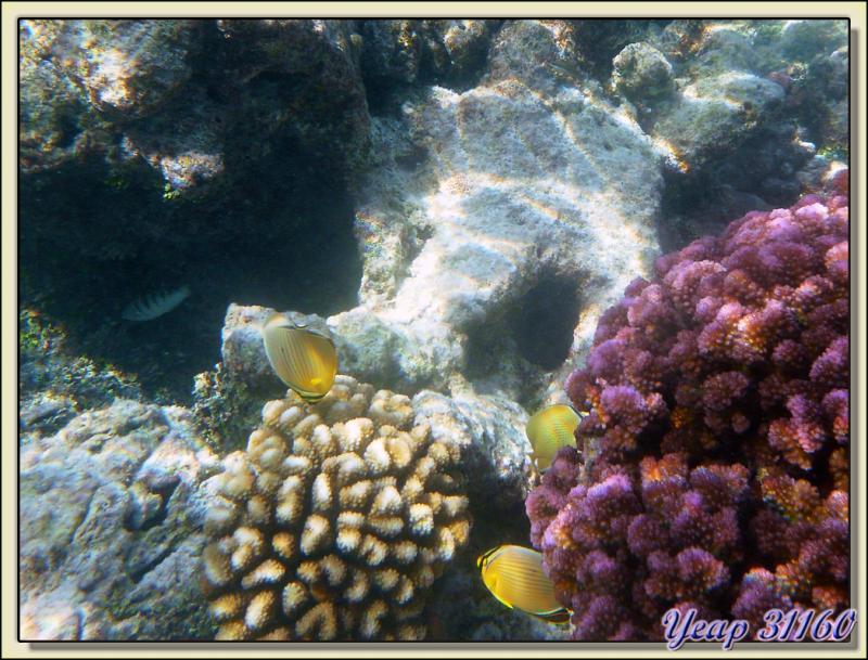Poissons papillons picoreurs de corail - Atoll de Fakarava - Tuamotu - Polynésie française