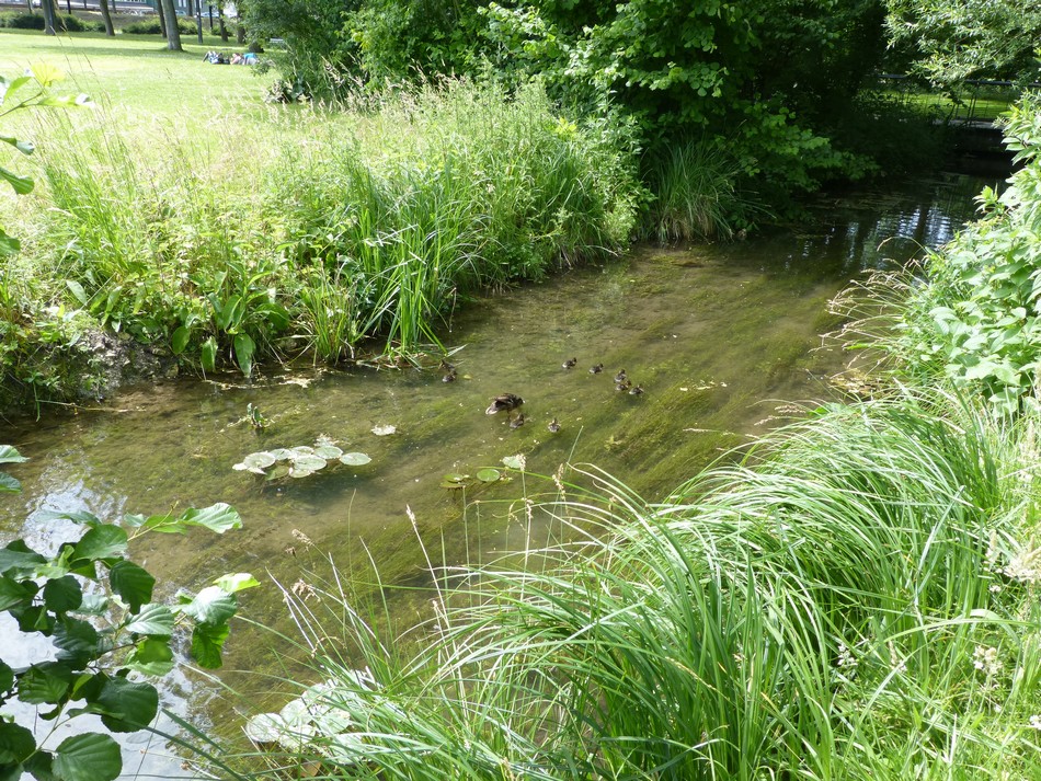 Des cygnes, des cannes et des cannetons