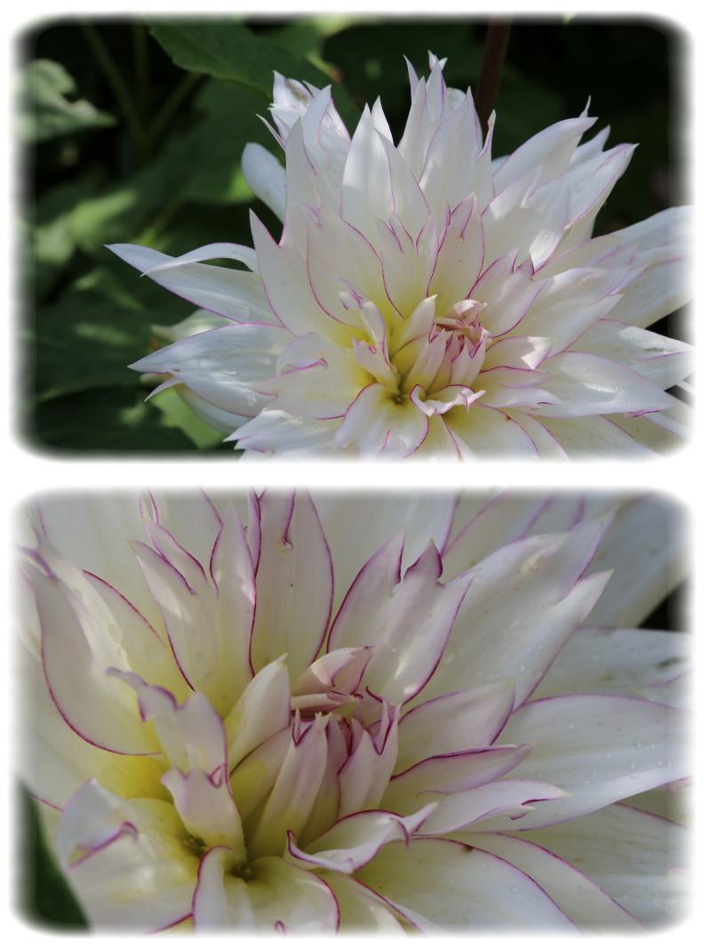 Un amour de dahlia