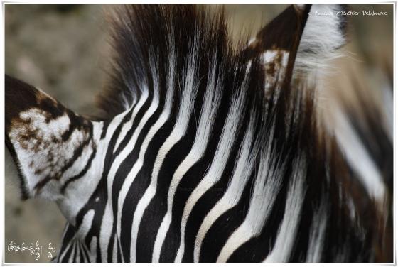 Zèbres de Grevy... en kit