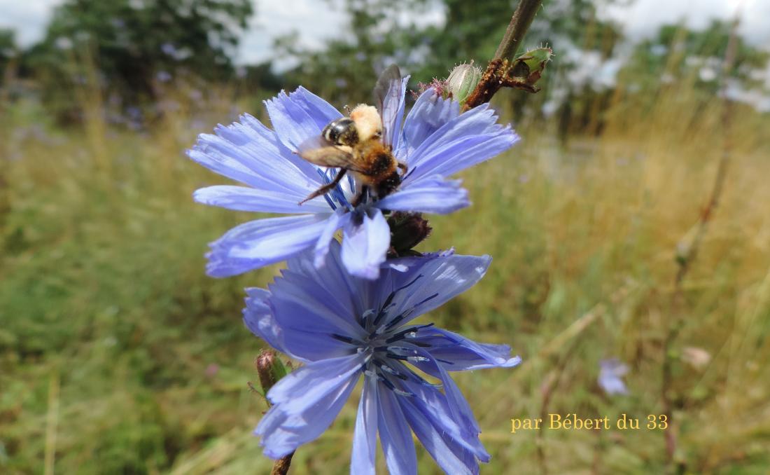 une abeille sur une fleur