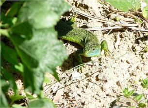 La famille de Firmin , Anoure et C° va-t-elle s'agrandir ??