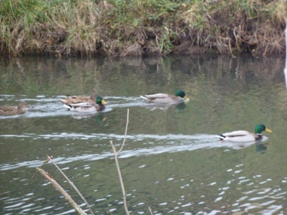 Promenade au bord de l'eau ...