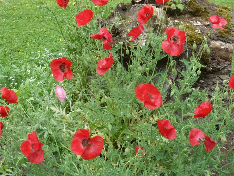 Ephémères ...'Les coquelicots" ......