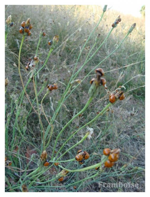 Invasion des coccinelles à Pornic 