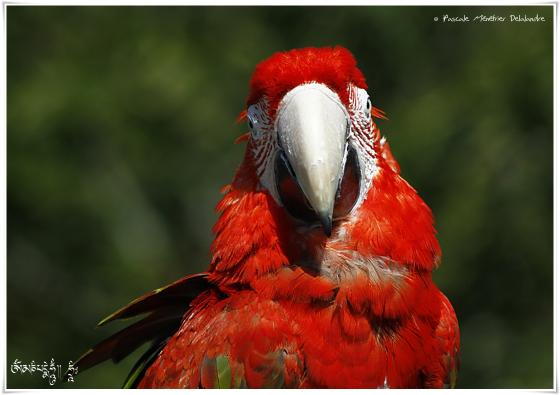 Ara chloroptère - Ara chloropterus - Red-and-green Macaw