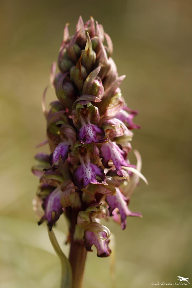 Orchis Himantoglossum robertianum