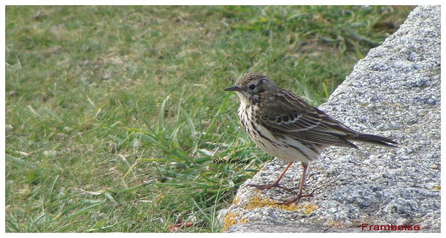 Pipit farlouse