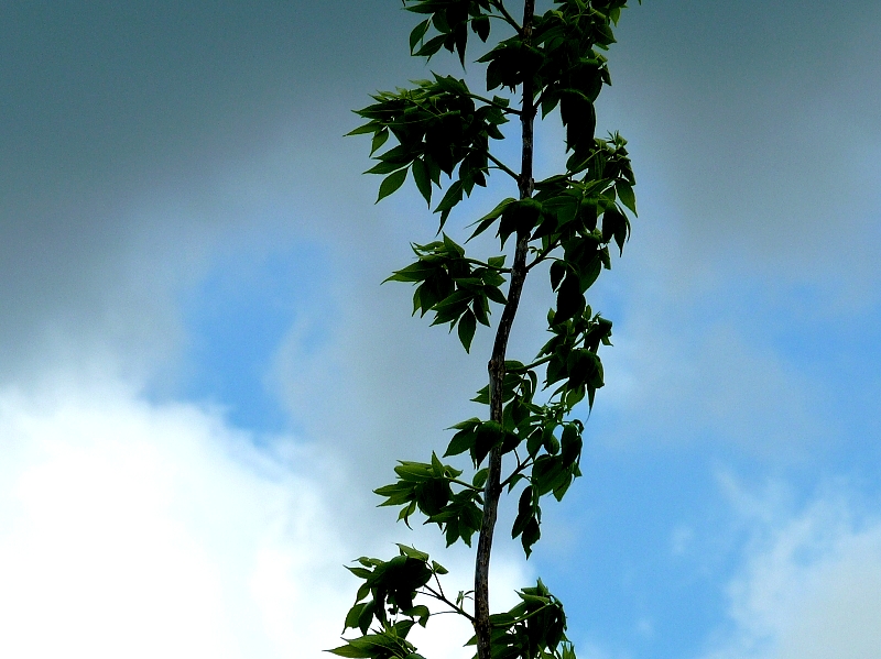 Metz / Un printemps Ying et Yang...