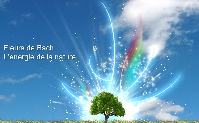 Les bienfaits des fleurs de Bach 