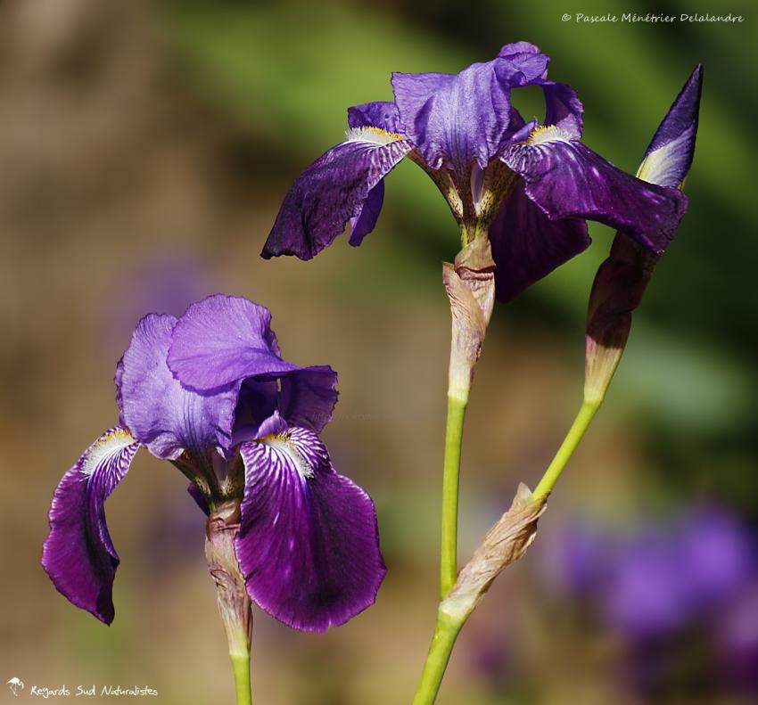 Iris