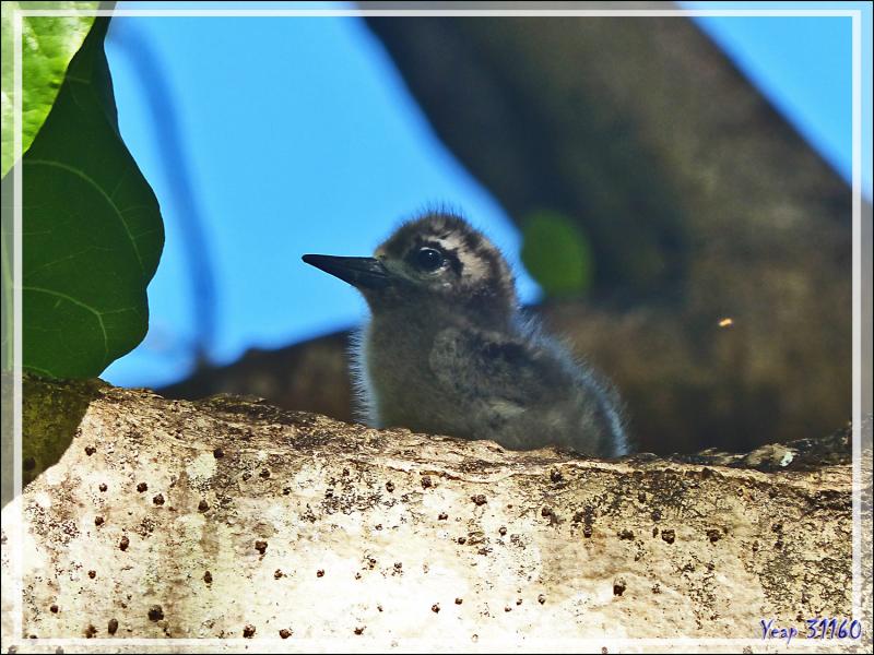 Et maintenant un poussin en équilibre sur une branche ! - Ile aux oiseaux - Vers la passe sud Tumakohua (Tetamanu) - Atoll de Fakarava - Tuamotu - Polynésie française