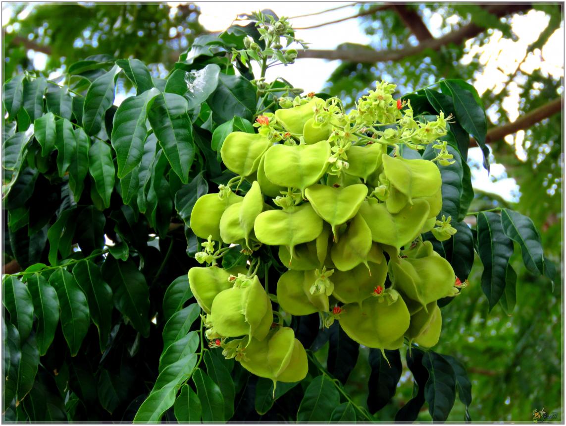 FLEURS  VENUS  D'AILLEURS 