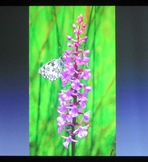 Une conférence sur les orchidées sauvages de nos forêt a eu  lieu à Lignerolles  