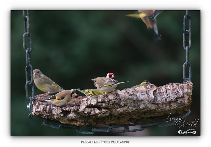 Ils animent les mangeoires du refuge en Janvier.