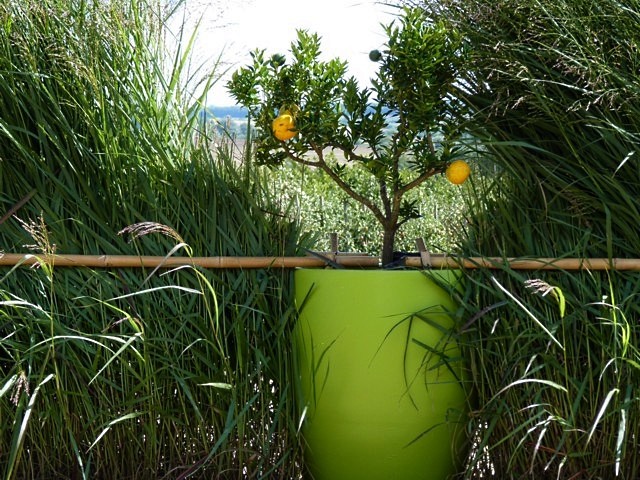 Les jardins fruitiers de Laquenxy 11 mp1357 2010