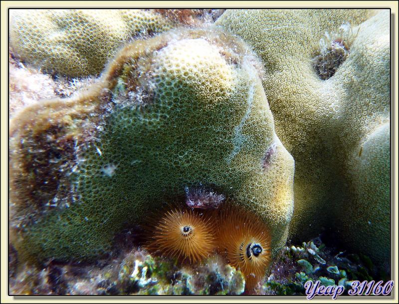 Spirobranche orange et corail vert - Atoll de Fakarava - Tuamotu - Polynésie française