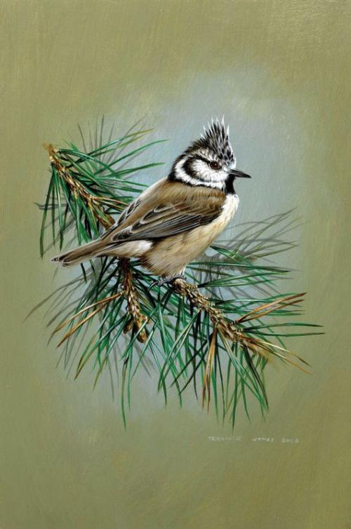 oiseaux en peinture (suite)