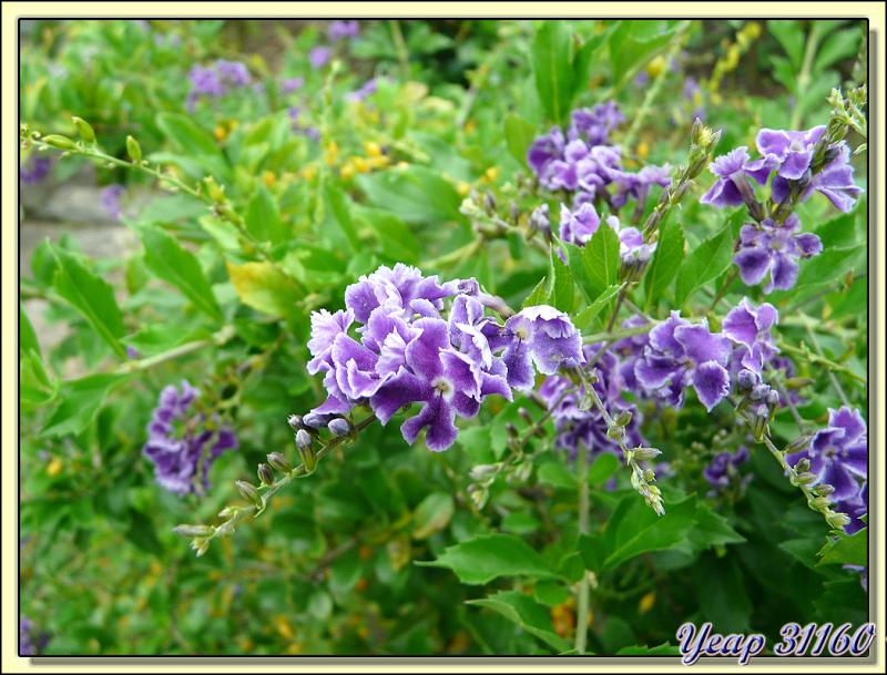 Arbuste à fleurs violettes : le Lilas de Perse, Vanillier de Cayenne (Duranta erecta) - Huahine - Polynésie française