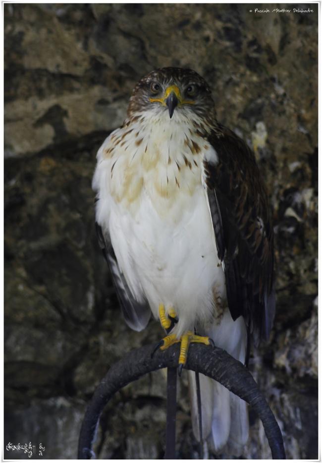 Buse rouilleuse ou Buse ferrugineuse - Buteo regalis - Ferruginous Hawk
