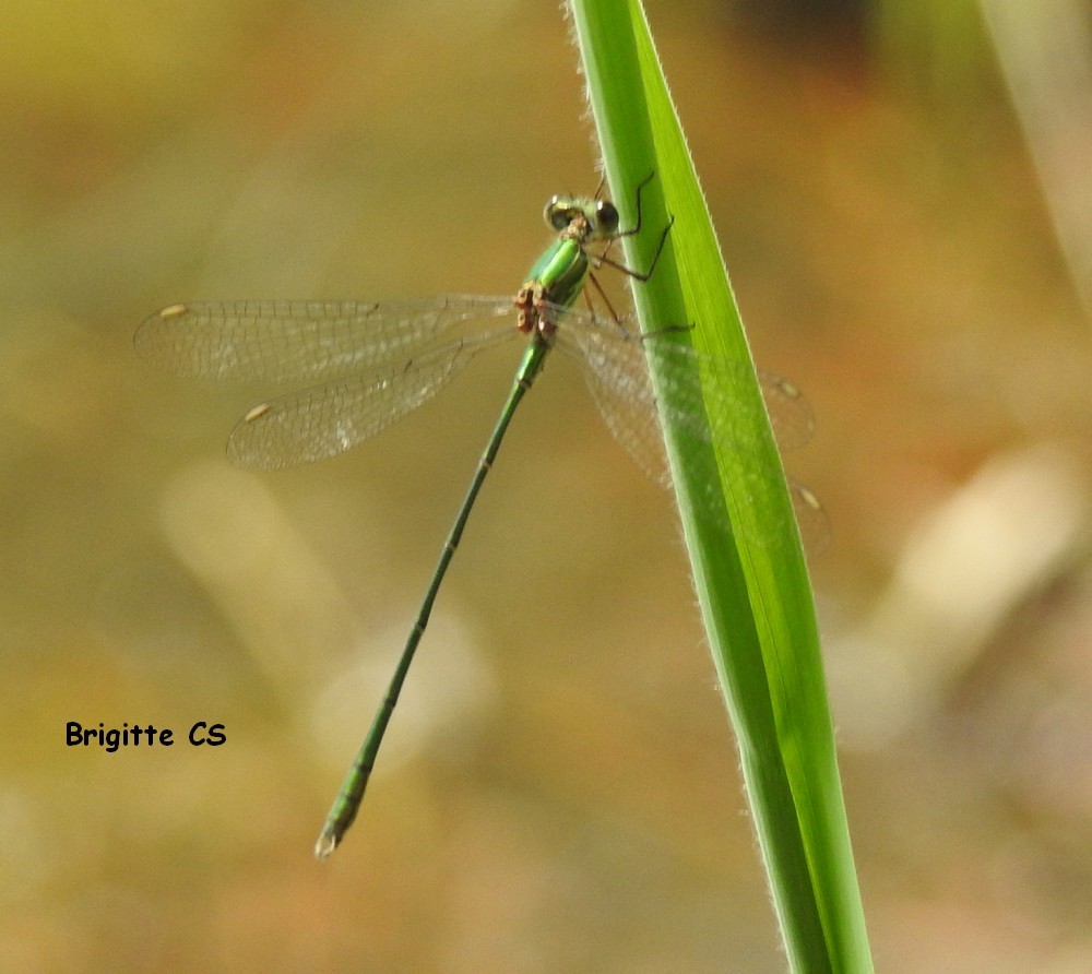 Belle rencontre avec une libellule...