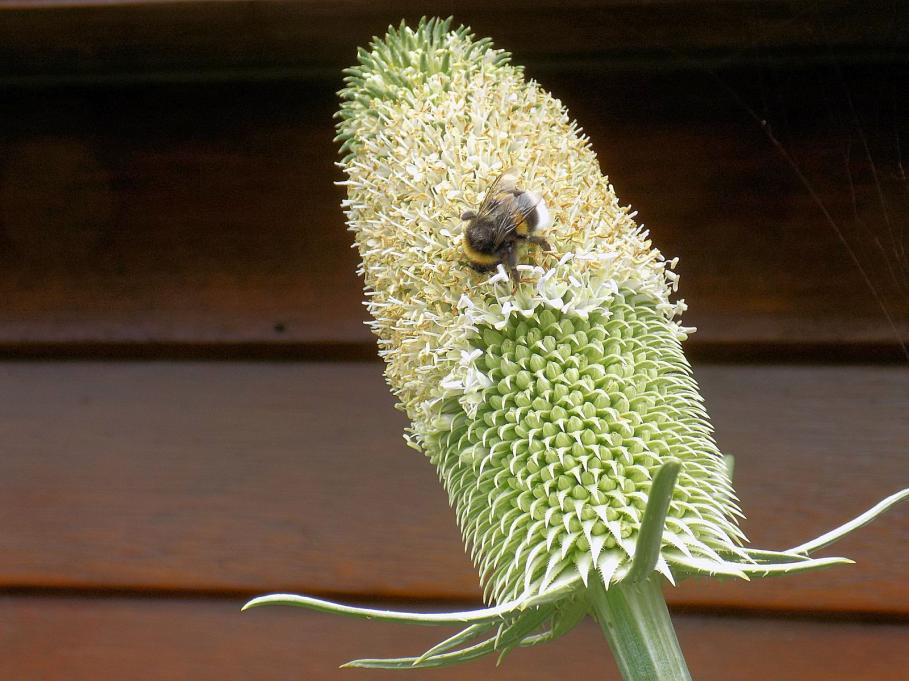 Cardères cultivées et butineurs