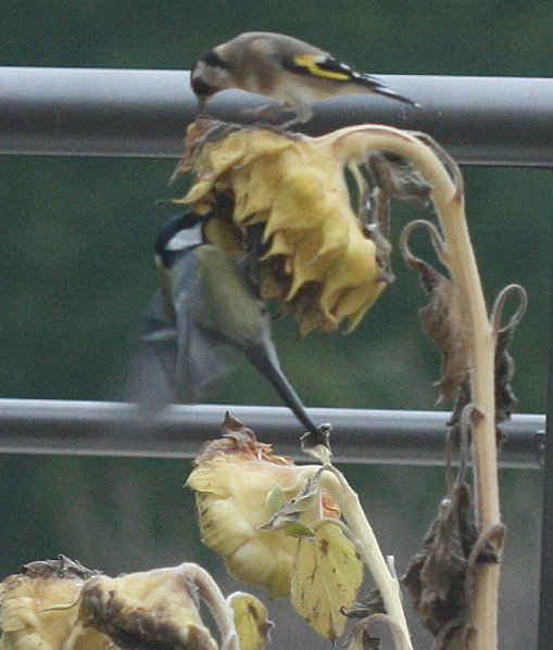 great-tit-and-goldfinch.jpg