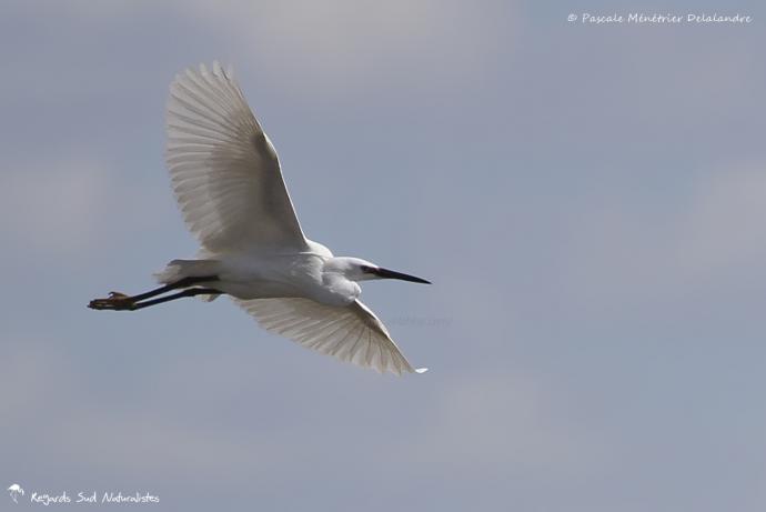 Aigrette garzette