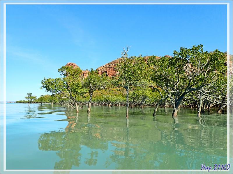 20/09/2022 : premier débarquement pour voir la mangrove de la Rivière Hunter - Prince Frederick Harbour - Kimberley - Australie