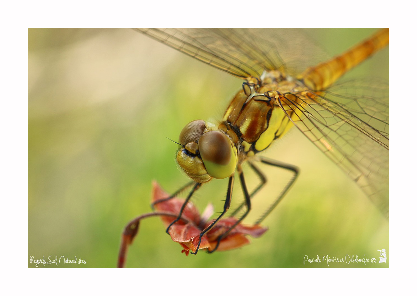 Sympétrum strié ♂ immature - Sympétrum striolatum
