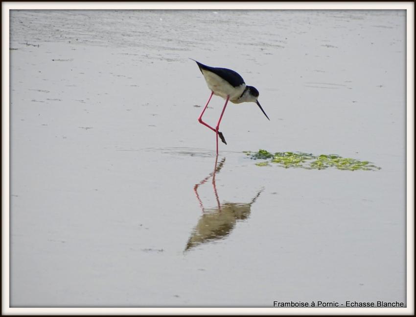 Echasse blanche - Mai 2018