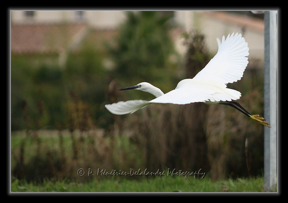 Aigrette garzette en envolée...